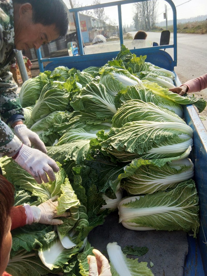 苏北地区精品义和秋大白菜大量供应中！欢迎客商前来采购！
