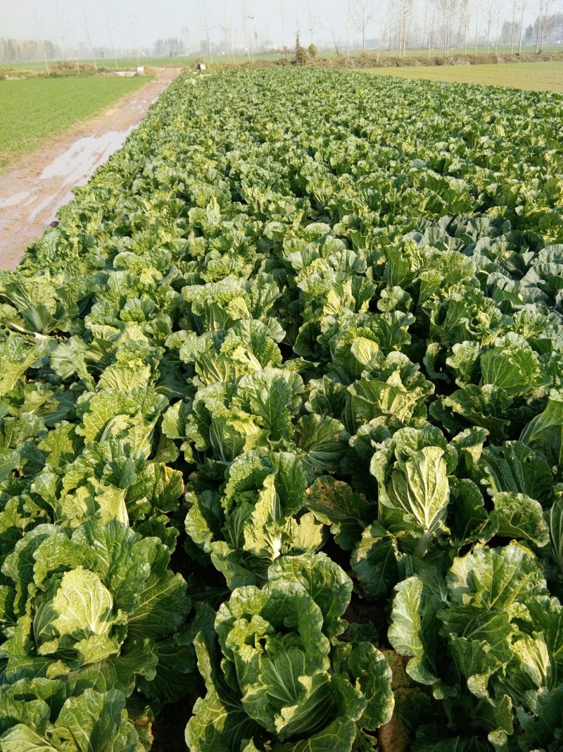 苏北地区精品义和秋大白菜大量供应中！欢迎客商前来采购！