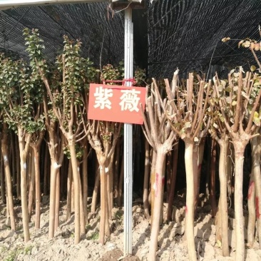 紫薇