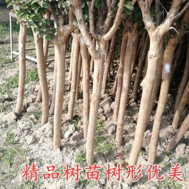 紫薇