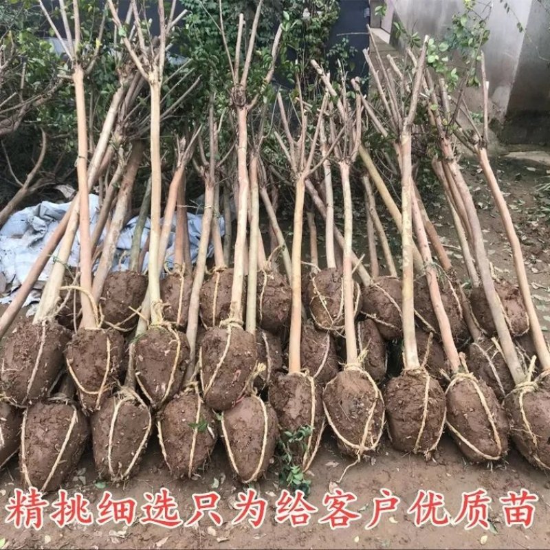紫薇