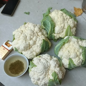 花白如雪石花