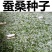 桑椹种子