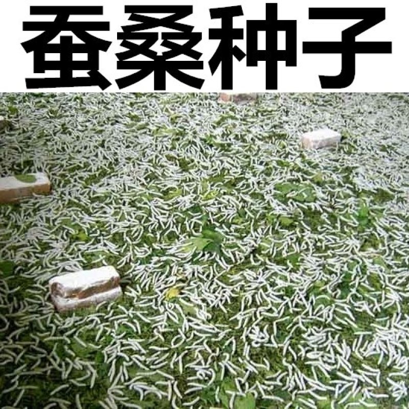 桑椹种子
