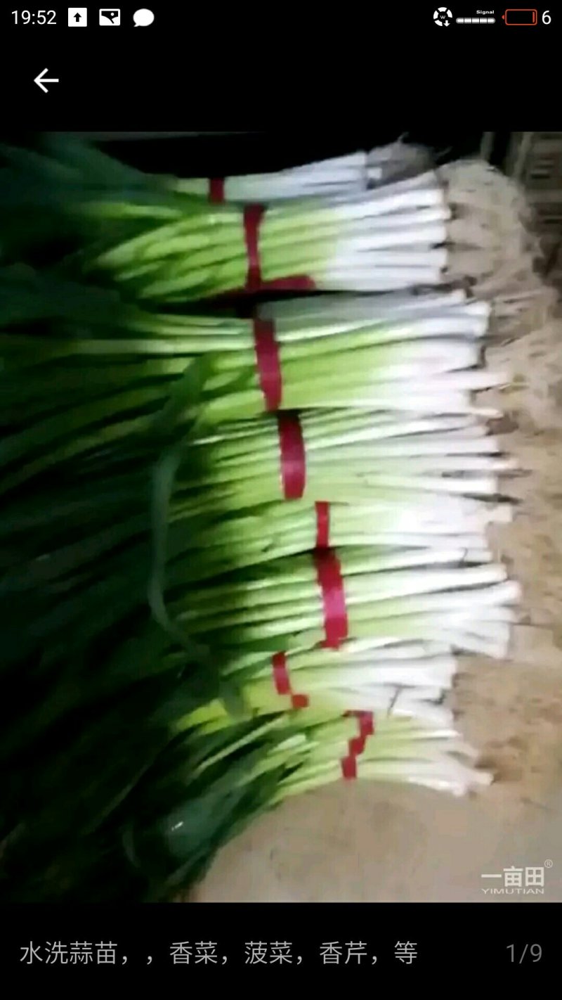 蒜苗