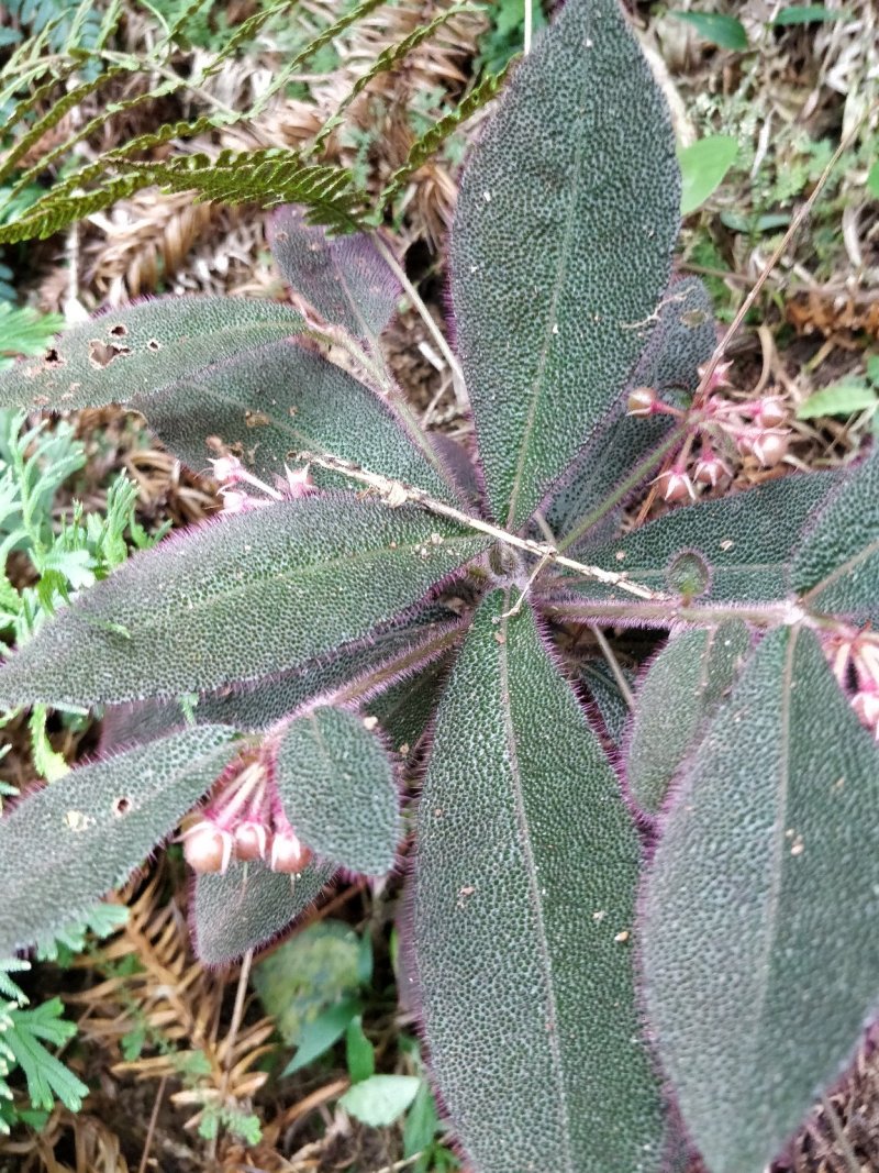 虎舌红