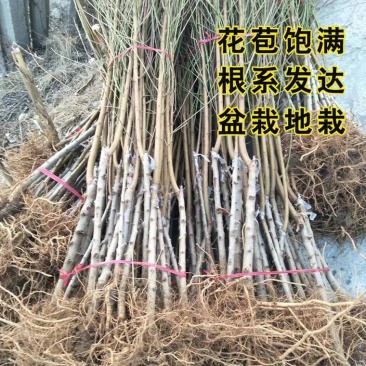 桃树苗
