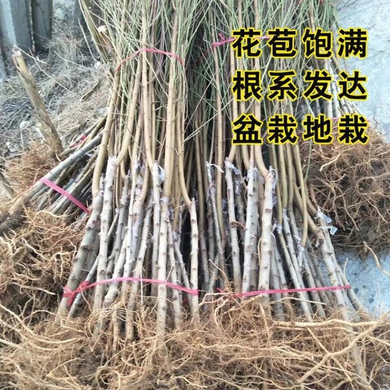 桃树苗