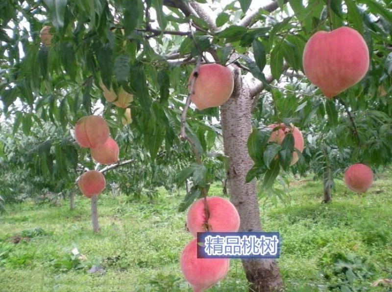 桃树苗