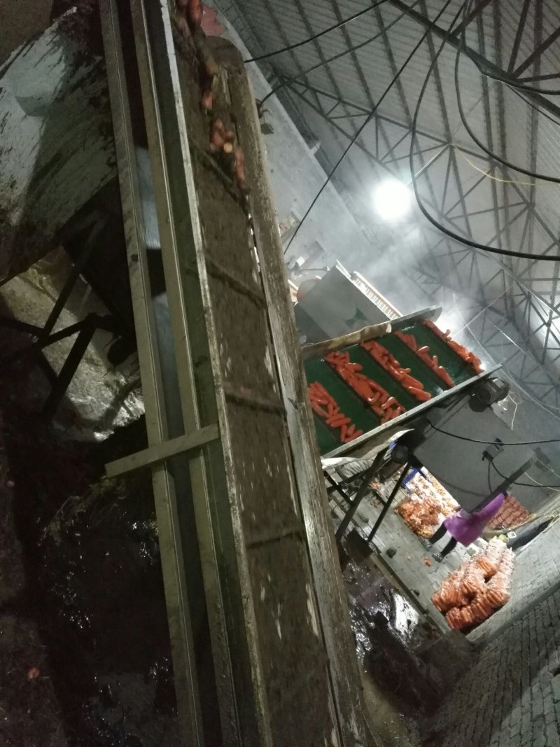 胡萝卜万亩规模精品2-6两，颜色红光滑条形顺
