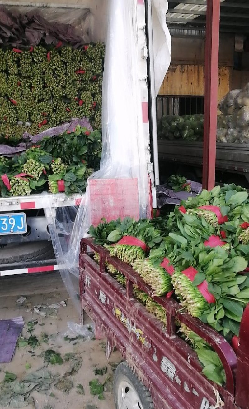 单县菠菜大量上市了，各种规格都有，质优价廉！