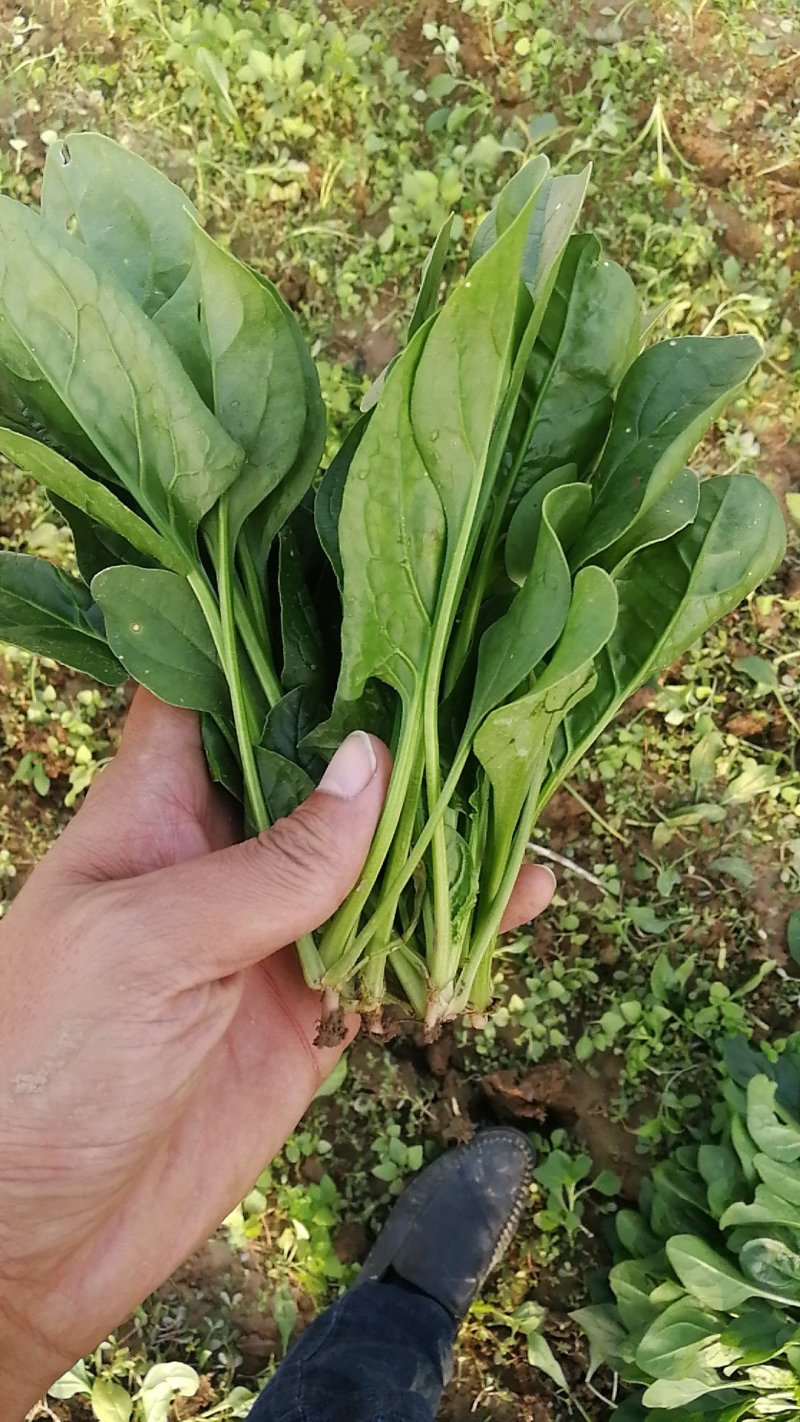 单县菠菜大量上市了，各种规格都有，质优价廉！