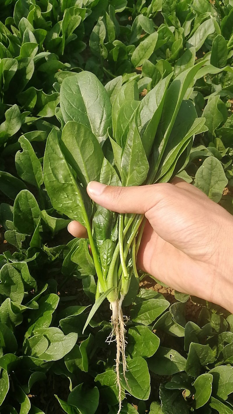 单县菠菜大量上市了，各种规格都有，质优价廉！