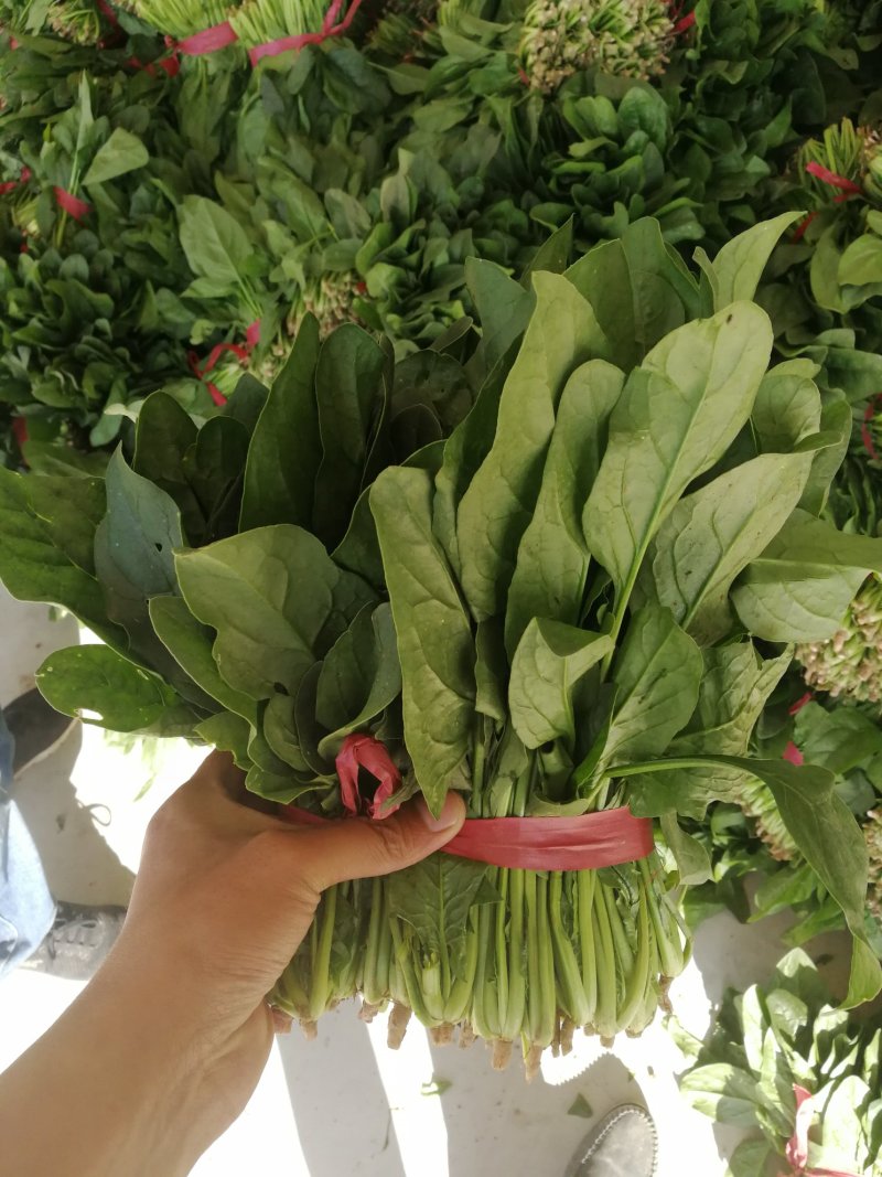 单县菠菜大量上市了，各种规格都有，质优价廉！