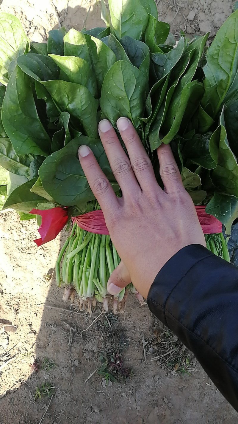 单县菠菜大量上市了，各种规格都有，质优价廉！