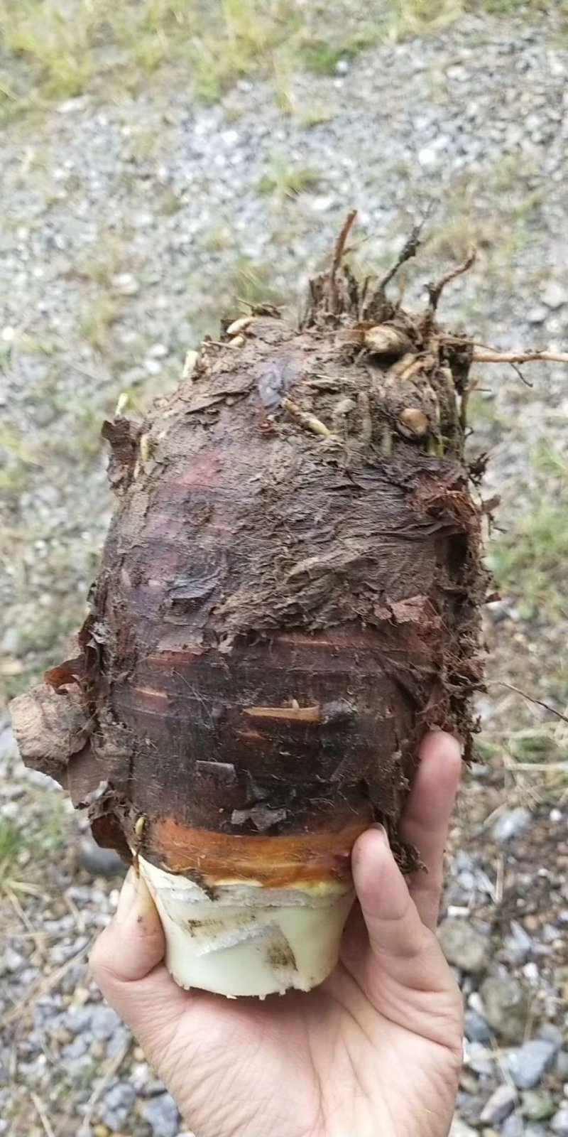 广西荔浦芋头批发大号香芋槟榔芋直供超市酒店
