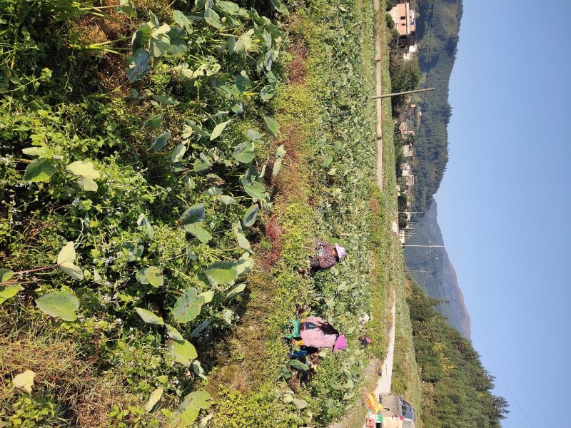 广西荔浦芋头批发香芋槟榔芋现挖现发