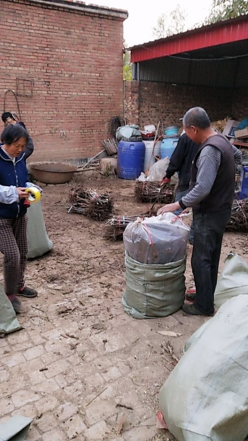 5我公司常年大量供应嫁接鲜食品种枣树苗，品种有22各需要联