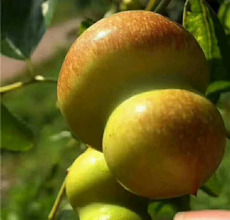 5我公司常年大量供应嫁接鲜食品种枣树苗，品种有22各需要联