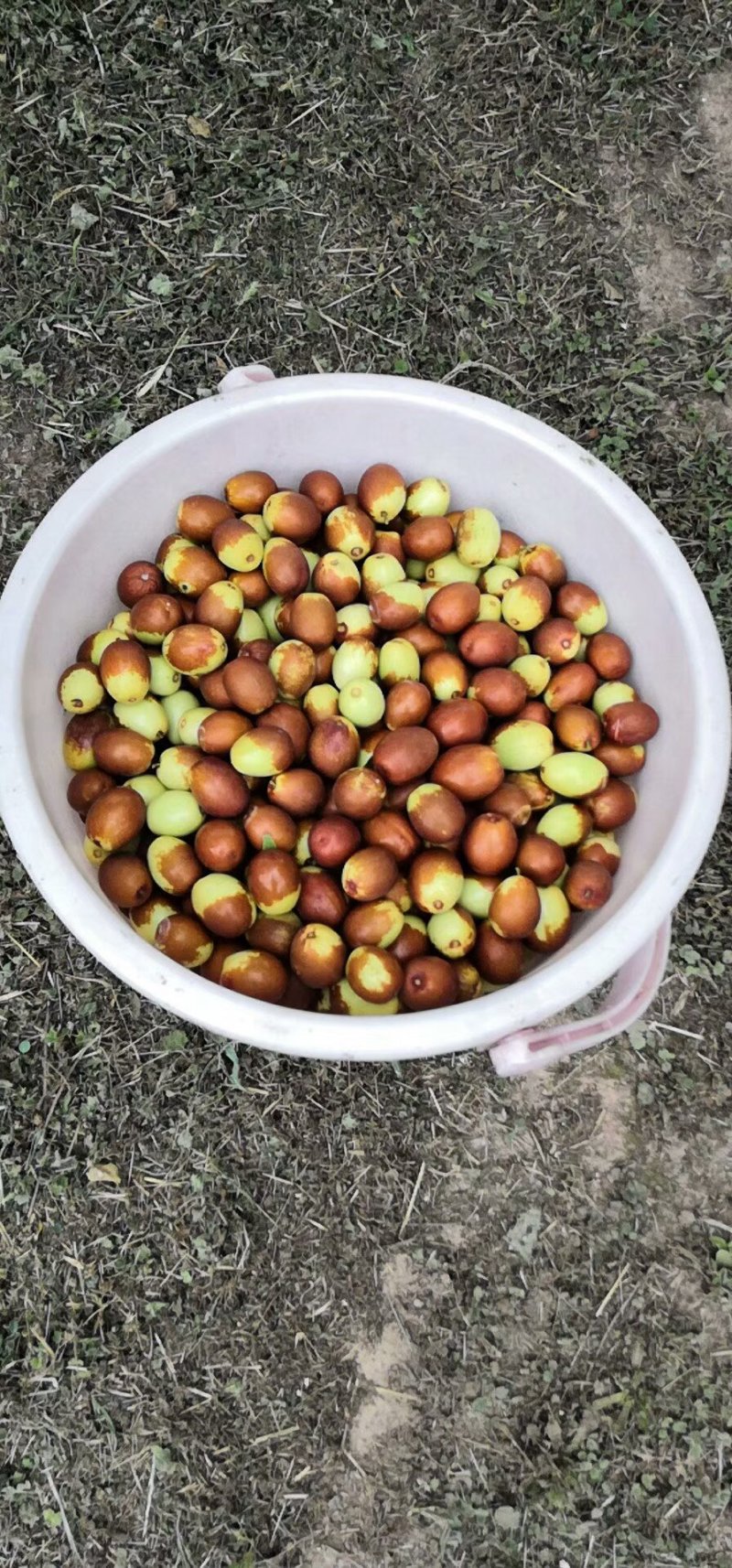5我公司常年大量供应嫁接鲜食品种枣树苗，品种有22各需要联