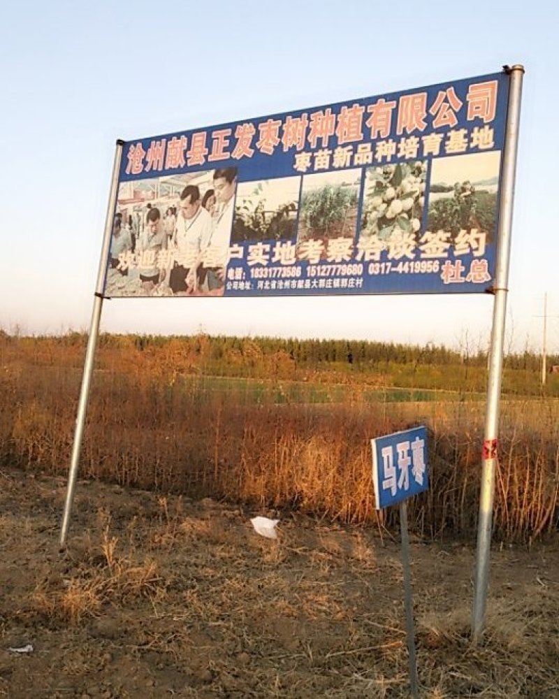 5我公司常年大量供应嫁接鲜食品种枣树苗，品种有22各需要联