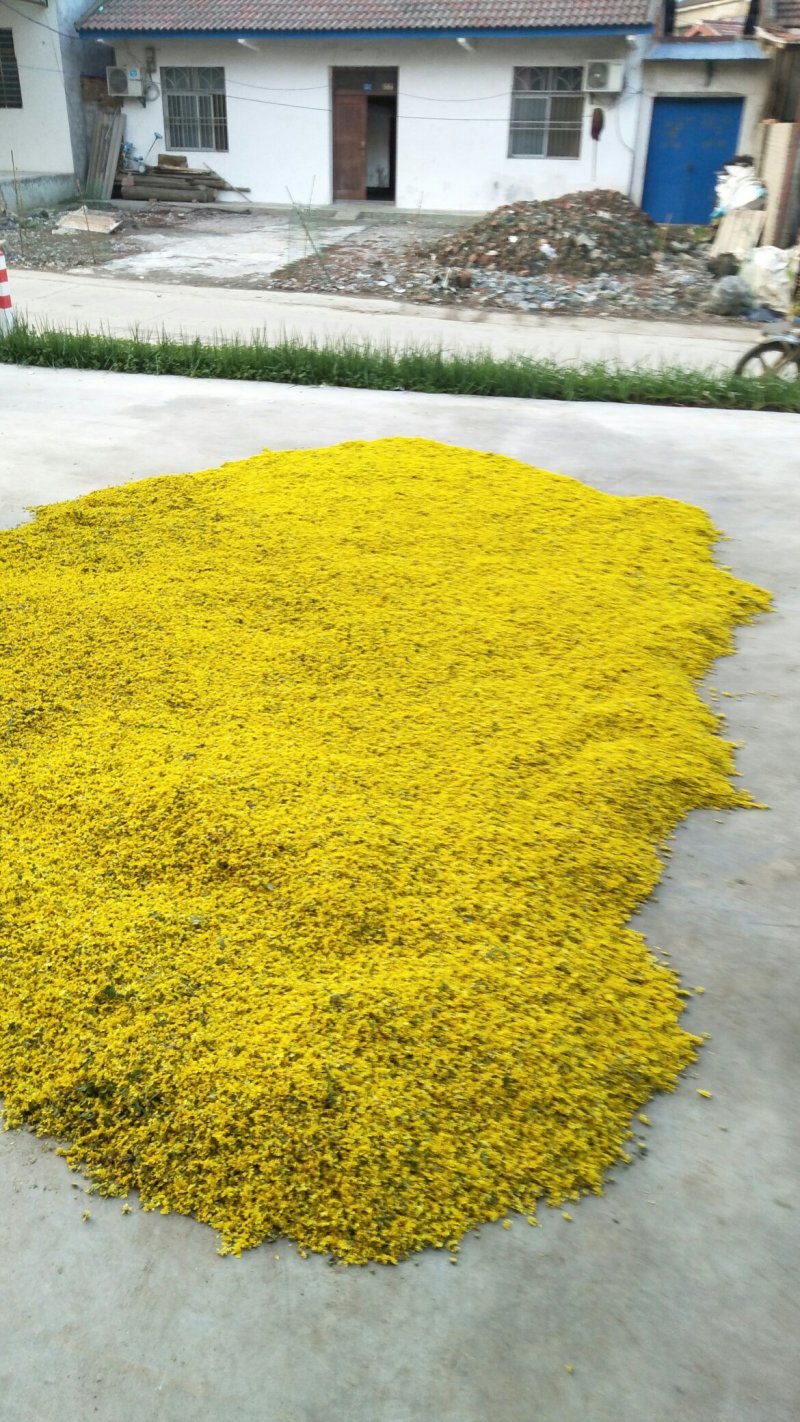 野菊花