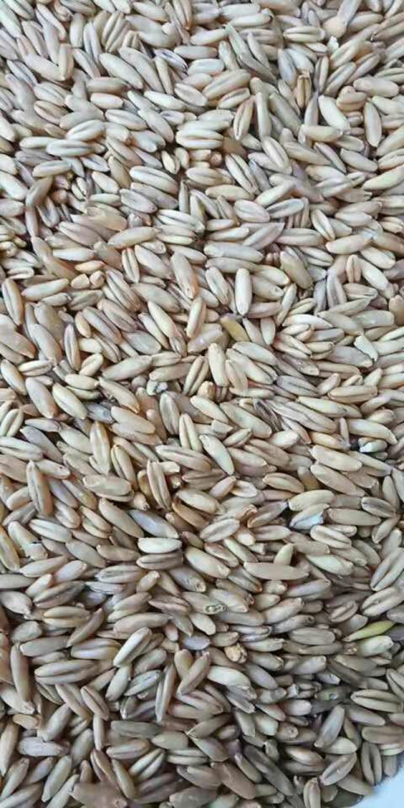 燕麦片燕麦米