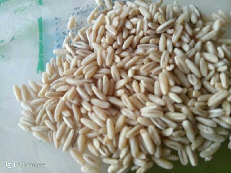 燕麦胚芽米