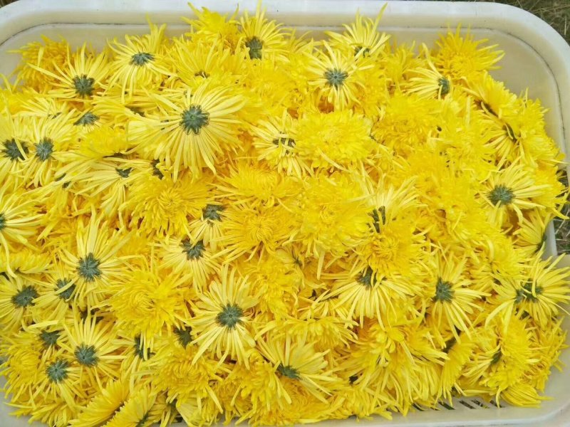 元甲山牌金丝皇菊