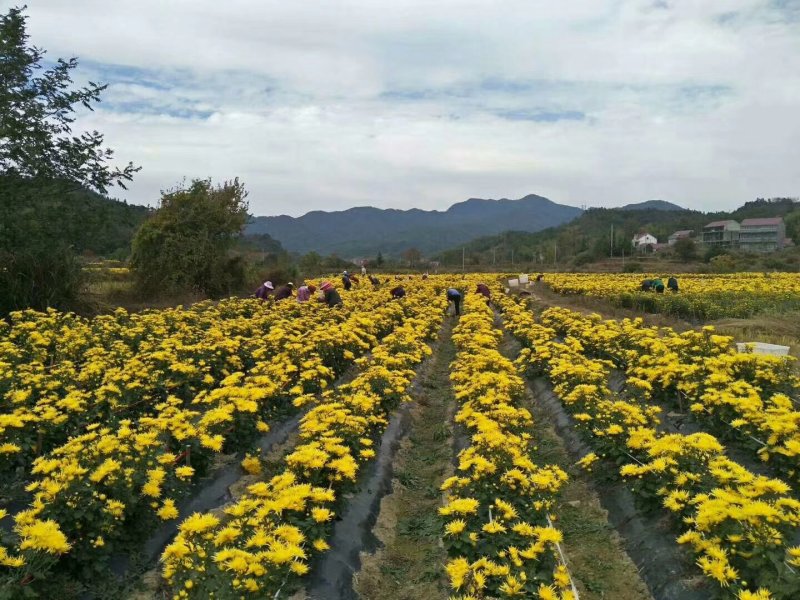 元甲山牌金丝皇菊