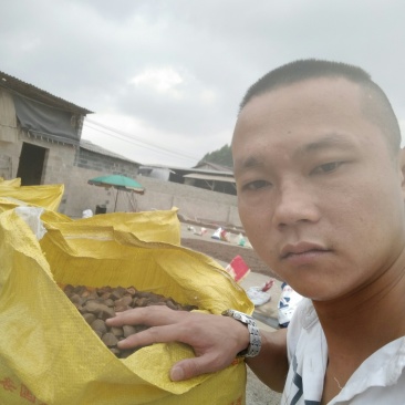 仙人洞野生茶籽批发
