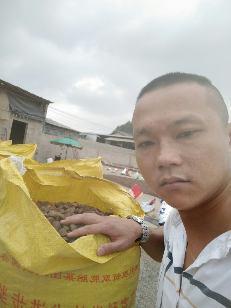 仙人洞野生茶籽批发