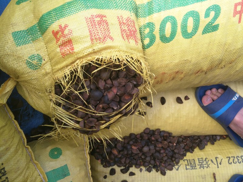 仙人洞野生茶籽批发