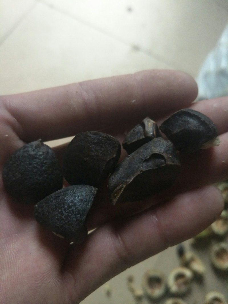 仙人洞野生茶籽批发