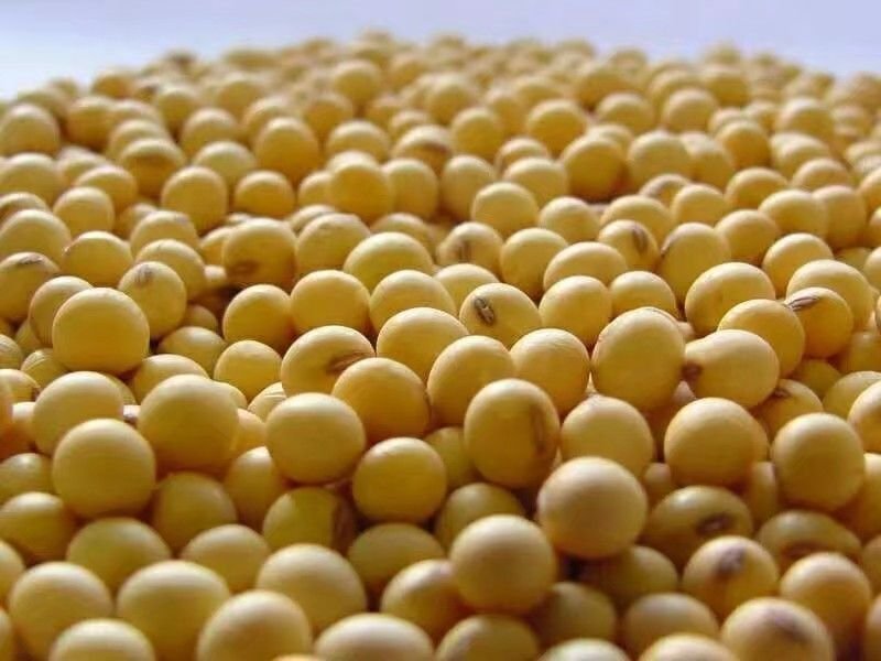 豆油皮