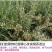 黑枸杞苗产地直发包挂果包邮包当年挂果技术支持