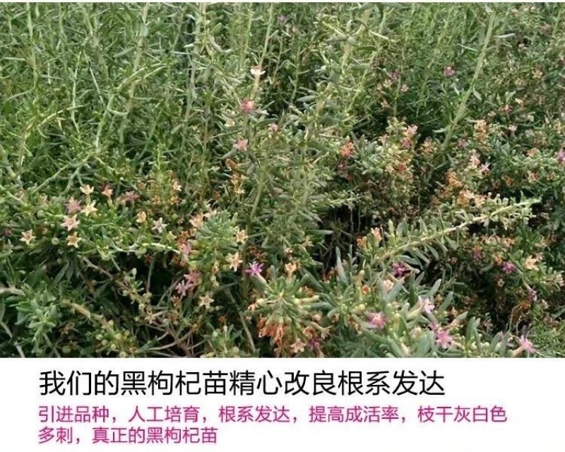 黑枸杞苗产地直发包挂果包邮包当年挂果技术支持