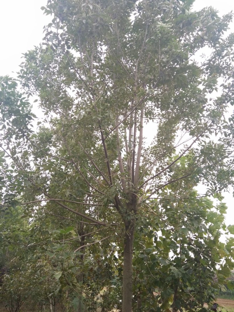 白腊园供应各种规格白蜡树原生树发冒树树形非常漂亮价格美丽