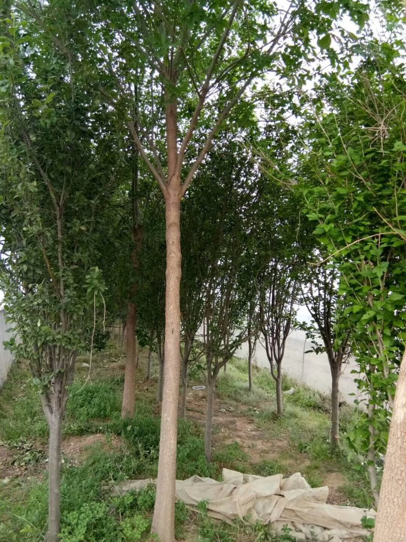 白腊园供应各种规格白蜡树原生树发冒树树形非常漂亮价格美丽