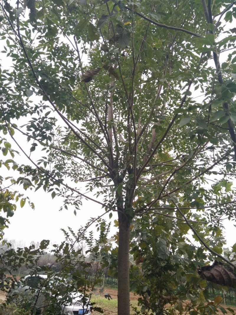 白腊园供应各种规格白蜡树原生树发冒树树形非常漂亮价格美丽