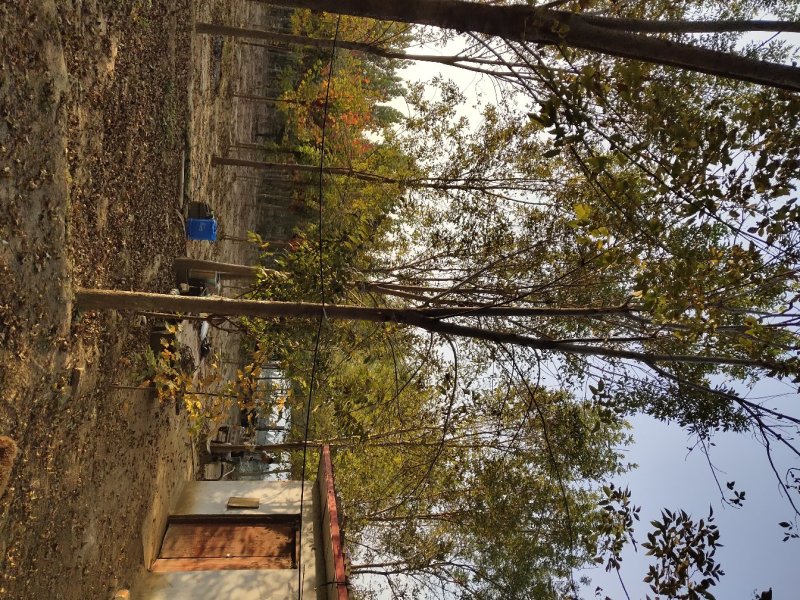 白腊园供应各种规格白蜡树原生树发冒树树形非常漂亮价格美丽