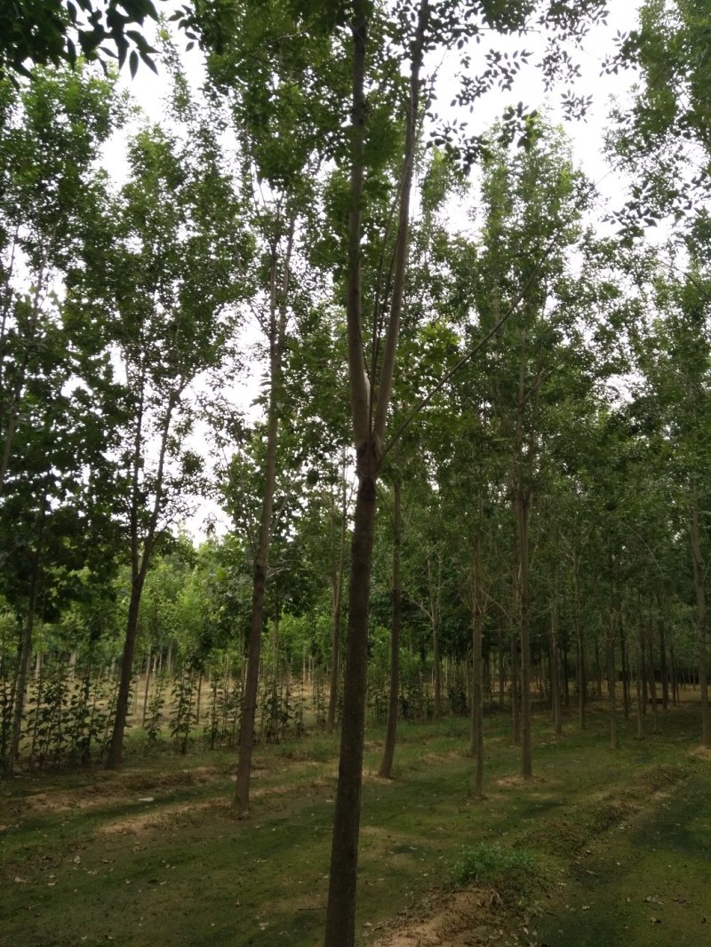 白腊园供应各种规格白蜡树原生树发冒树树形非常漂亮价格美丽