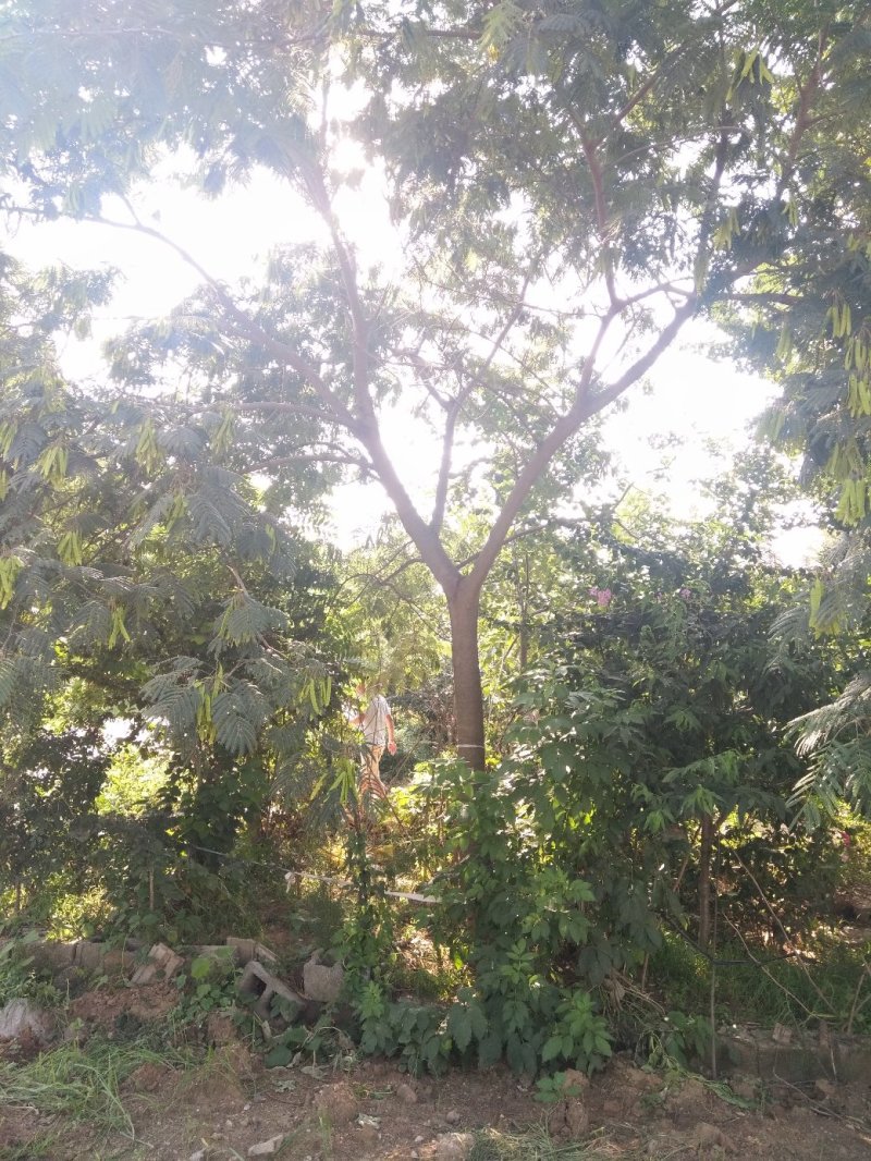 合欢基地供应各种规格合欢树，红花合欢，黄花合欢，规格齐全
