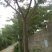 合欢基地供应各种规格合欢树，红花合欢，黄花合欢，规格齐全