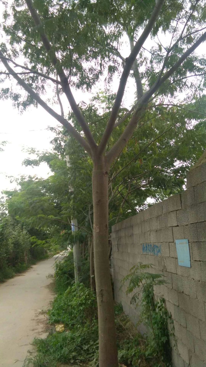 合欢基地供应各种规格合欢树，红花合欢，黄花合欢，规格齐全