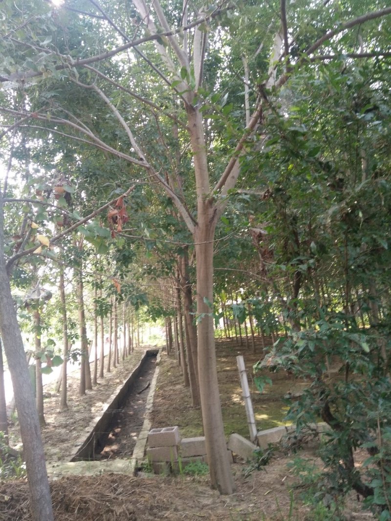 合欢基地供应各种规格合欢树，红花合欢，黄花合欢，规格齐全