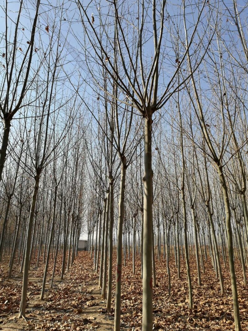 合欢基地供应各种规格合欢树，红花合欢，黄花合欢，规格齐全