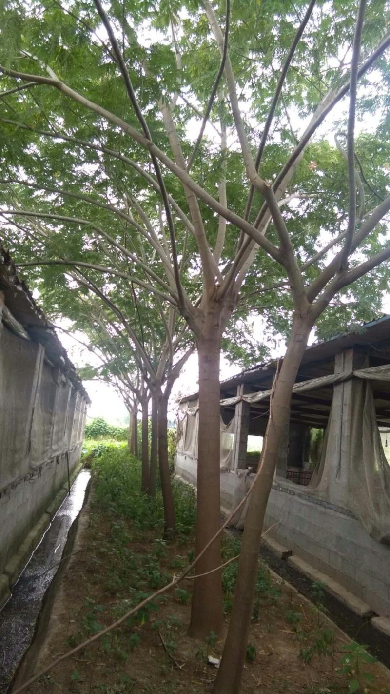 合欢基地供应各种规格合欢树，红花合欢，黄花合欢，规格齐全