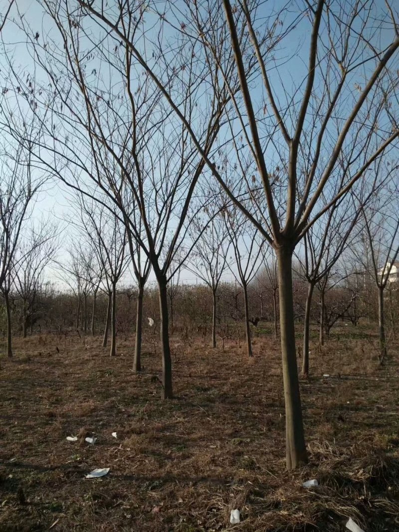 合欢基地供应各种规格合欢树，红花合欢，黄花合欢，规格齐全