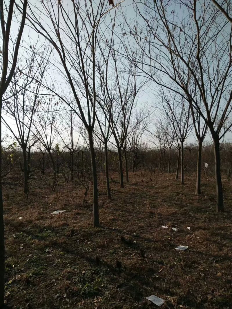 合欢基地供应各种规格合欢树，红花合欢，黄花合欢，规格齐全